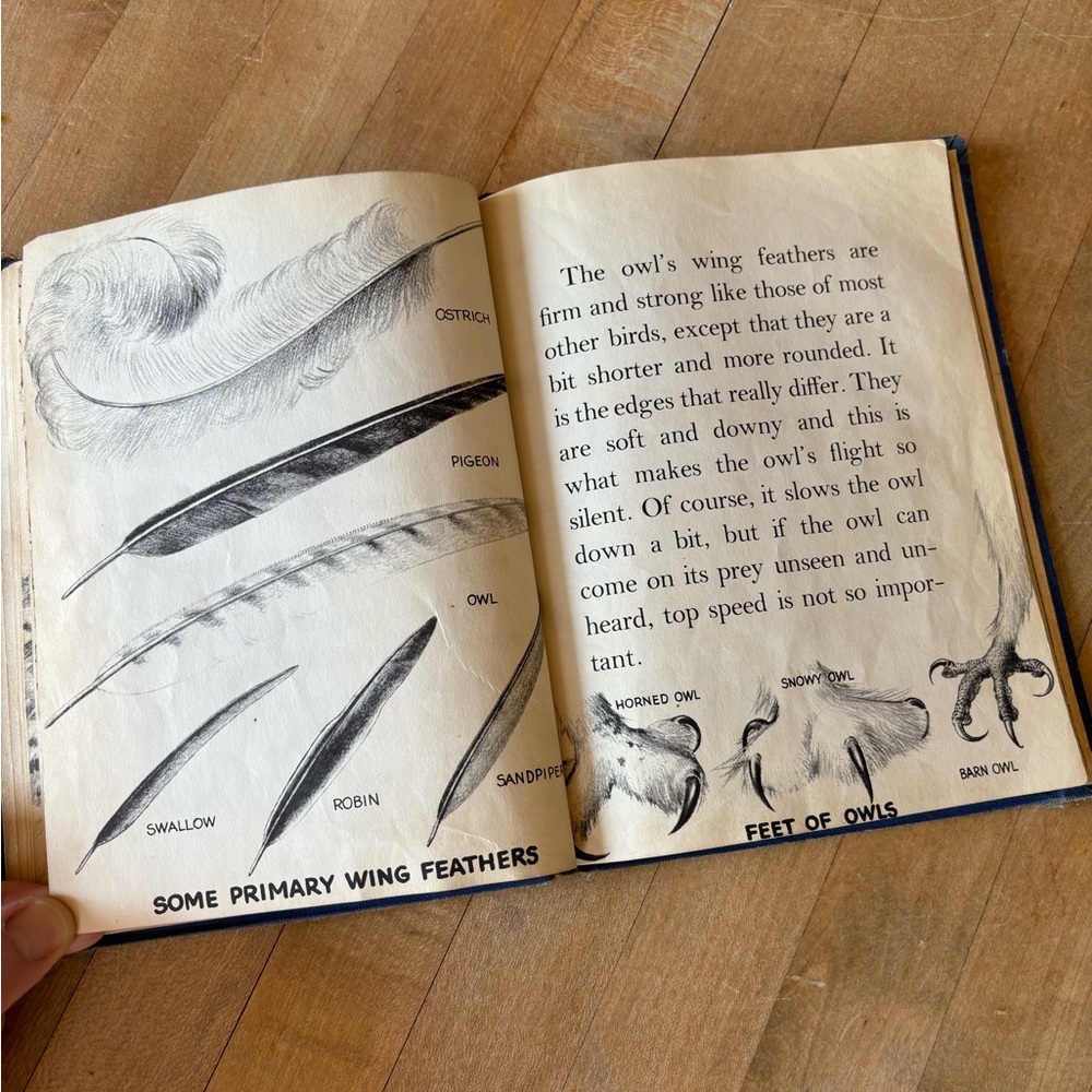 Vintage 60’s Owl Book - Picture 7 of 13